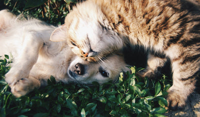 Tiere & Tierbedarf